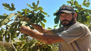 Başkasının kollarıyla incir hasadı yapıyor