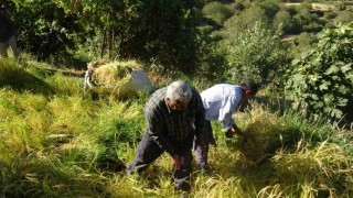 Batmanda asırlardır orakla pirinç hasadı yapılıyor