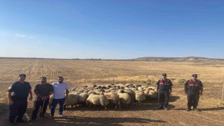 Batmanda kayıp sürü jandarmanın dron ile bulundu