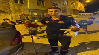 Batmanda pano içinde mahsur kalan kedileri itfaiye ekipleri kurtardı