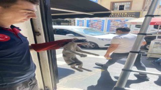 Batmanda platform arasında sıkışan kedi kurtarıldı