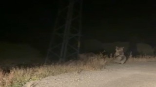 Bayburtta anne ve yavru ayının sinirli anları: Ayakları üzerinde araçtakileri korkutmaya çalıştılar