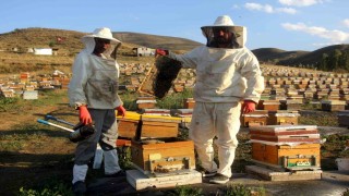 Bayburtta arıcıların bal hasadı sürüyor