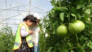 Bayburtta özel öğrenciler serada organik sebze hasadı yaptı