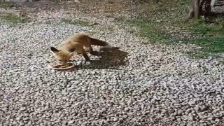Bayburttaki alabalık tesisinin sadık misafiri Tilki Rıfkı her akşam balık yemeye geliyor