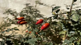 Bayburtun dağlarında kuşburnu bolluğu