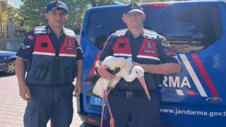 Bayramiçte bulunan yaralı leylek tedavi altına alındı