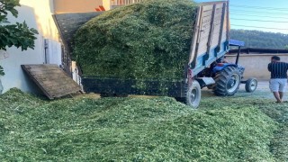 Besiciler mısır slaj yem yapımına başladı