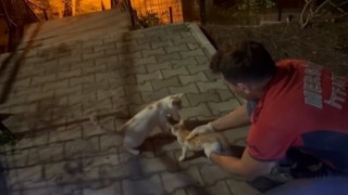 Beton blok arasında sıkışan yavru kediyi itfaiye ekipleri kurtardı