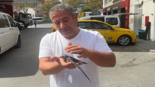 Beyoğlunda taksici bitkin halde bulduğu ebabil kuşunu korumaya aldı