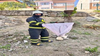 Bilecikte caddede yakalanan oluklu kertenkele doğaya salındı