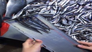 Bilecikte perakende balık satış yerleri denetlendi