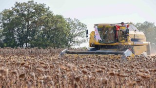 Bilecikte yağlık ayçiçeği ekim alanı 60 bin dekardan 111 bin dekara yükseldi