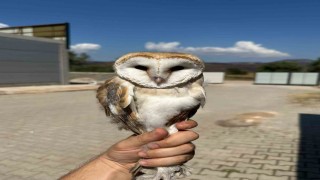 Bilecikte yaralı halde bulunan peçeli baykuş tedavisinin ardından doğaya bırakıldı