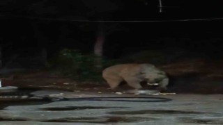 Bingölde şantiye alanına inen ayı karnını doyurdu... O anlar kamerada