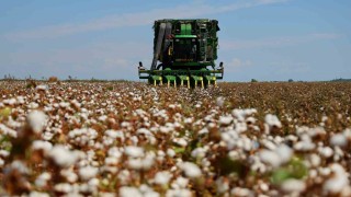 Bir dönemin beyaz altını, pamukta hasat başladı