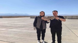 Bitkin halde bulunan yaralı Delice Doğan tedavi altına alındı