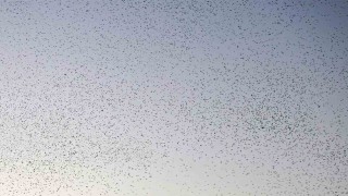 Bitlis semalarında binlerce kuş adeta dans etti