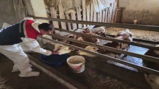 Bitliste aşılama çalışmaları devam ediyor