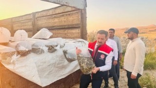 Bitliste Aygır ve Nazik göllerine 3 milyon 895 bin sazan balığı yavrusu bırakıldı