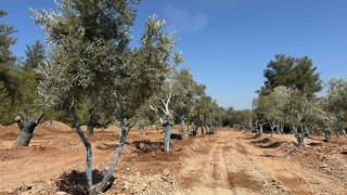 Bölge halkı taşınan zeytinleri yerinde gördü