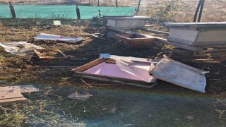 Boluda aç kalan ayı arı kovanlarını parçaladı