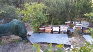 Boluda ayılar köylünün kabusu oldu: Düzenekle ayı kovalıyorlar