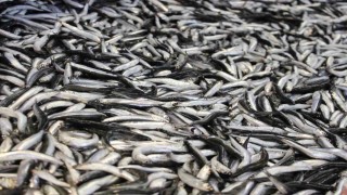 Boluda hamsi kilosu 200 liradan tezgahlarda yerini aldı