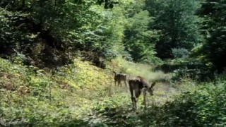 Boluda nadir görülen kızıl geyikler görüntülendi