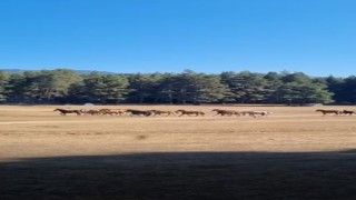 Boluda yılkı atlarına kurt saldırdı