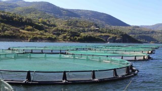 Borçka Barajı Türk Somonu üretiminde ihracat üssü oluyor