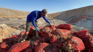 Boş araziye dökülen tonlarca soğanı vatandaşlar evlerine götürdü
