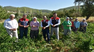 Bozdoğanda turşuluk biber hasadı gerçekleştirildi