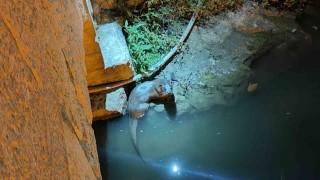 Bozkırda su samurları yeniden görüldü