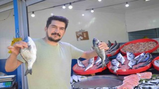 Bu yıl tezgâhların şampiyonu sardalya