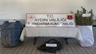 Buharkentte 40 kök kenevir ele geçirildi