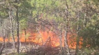 Buldanda ormanlık alanda yangın çıktı
