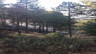 Buldandaki orman yangını kontrol altına alındı