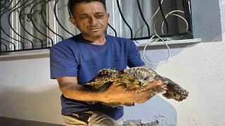 Bulduğu şahine ciğer dürüm söyledi