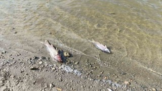 Burcun Göletinde balık ölümleri