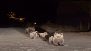 Bursa Uludağ Milli Parkında ilginç karşılaşma