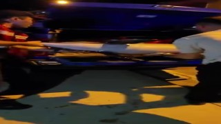 Bursada ölü yunus balığı kıyıya vurdu