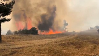 Bursada orman aygını