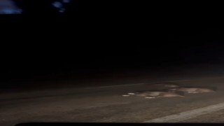 Bursada yola atlayan domuz sürüsü telef oldu