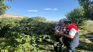 Büyük Çakırman köyündeki böğürtlen üretimi yerinde incelendi