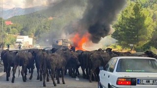 Büyükbaş hayvan yüklü tır alev alev yandı