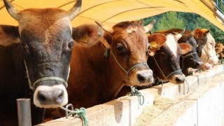 Büyükbaş ve Küçükbaş Hayvan Verileri Açıklandı