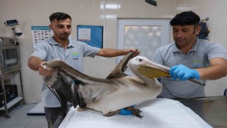 Büyükçekmecede göç yolculuğunda yaralanan pelikana ilk müdahale yapıldı
