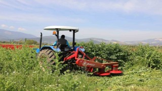 Büyükşehirden üreticilere ücretsiz yem bitkisi tohumu desteği