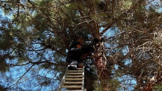 Çam ağacında mahsur kalan kediyi itfaiye kurtardı